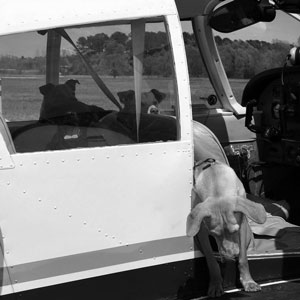 animal rescue mission